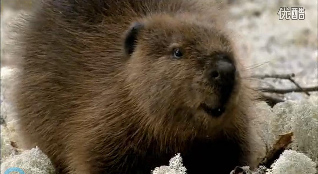 《河狸白毛历险记》剧照第9张图片