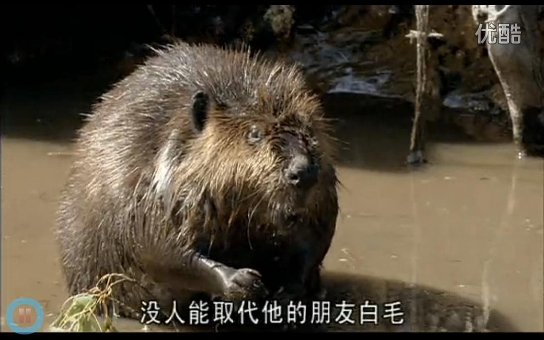 《河狸白毛历险记》剧照第40张图片