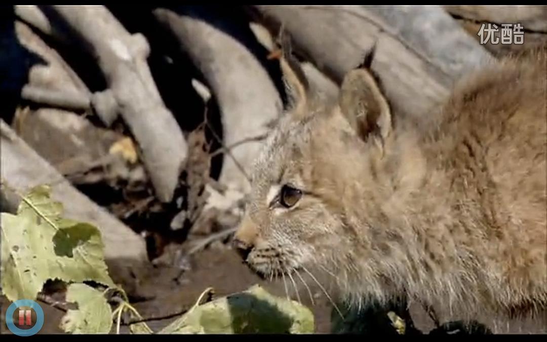 《河狸白毛历险记》剧照第39张图片