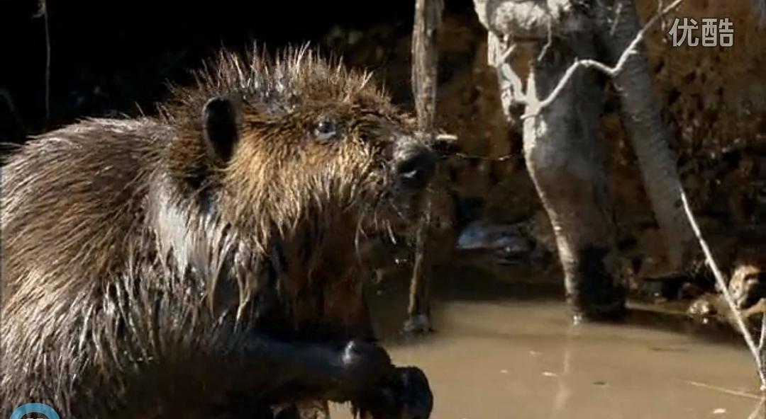 《河狸白毛历险记》剧照第38张图片