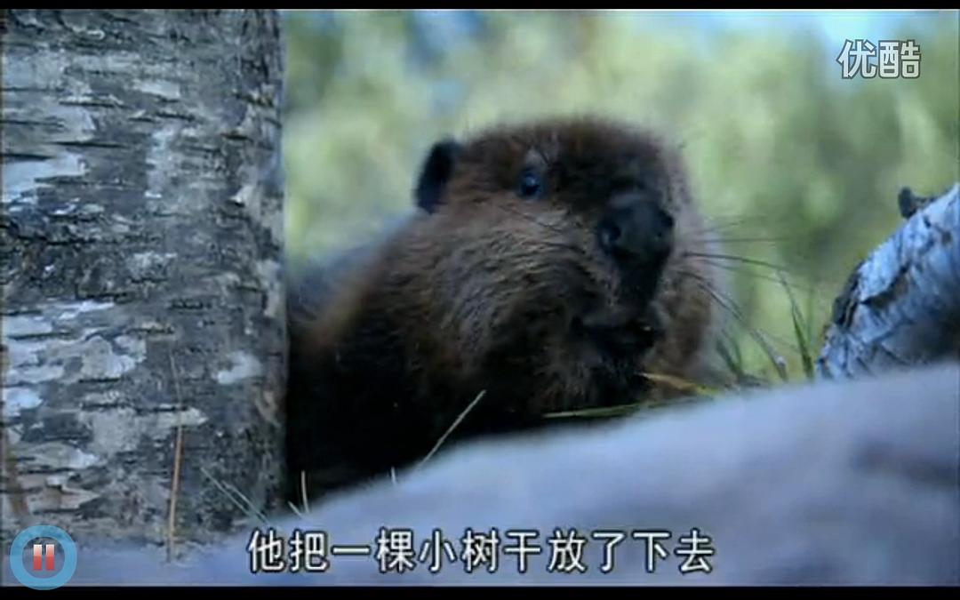 《河狸白毛历险记》剧照第37张图片