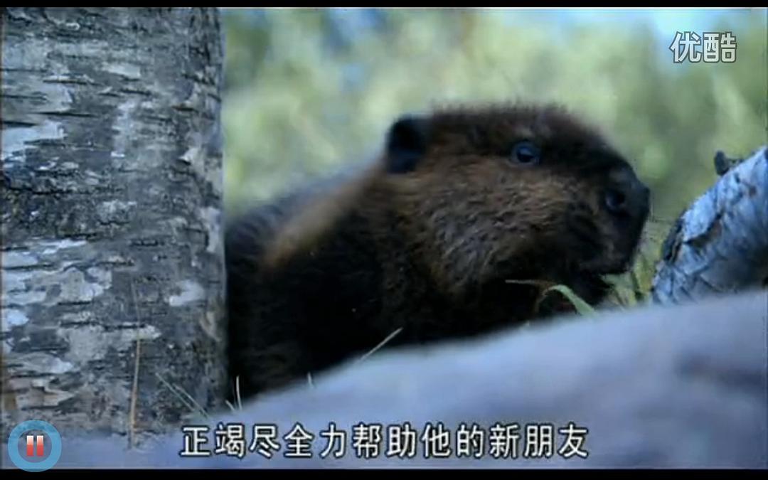 《河狸白毛历险记》剧照第36张图片