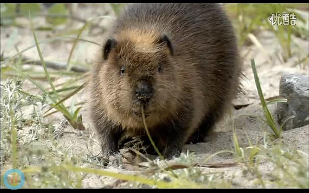 《河狸白毛历险记》剧照第32张图片