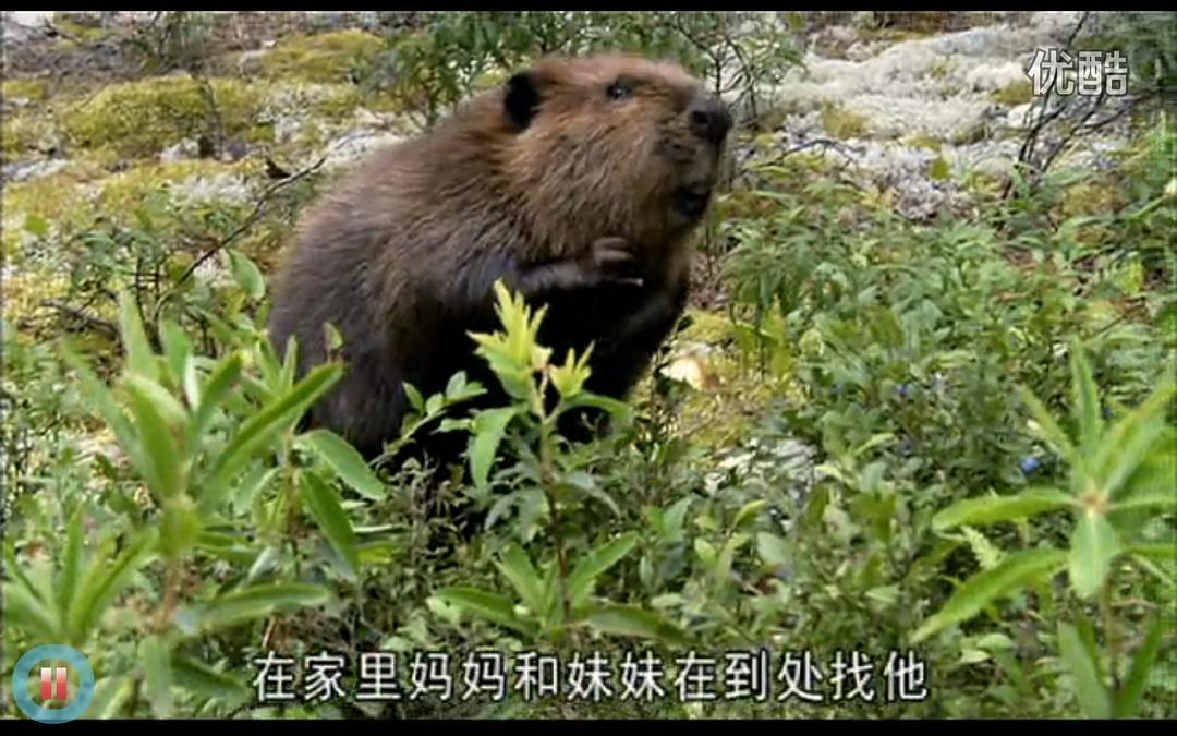 《河狸白毛历险记》剧照第29张图片