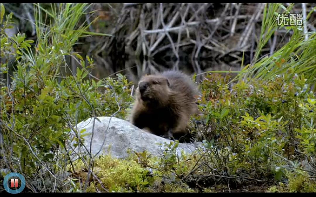 《河狸白毛历险记》剧照第28张图片