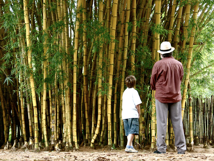 《我亲爱的甜橙树》海报