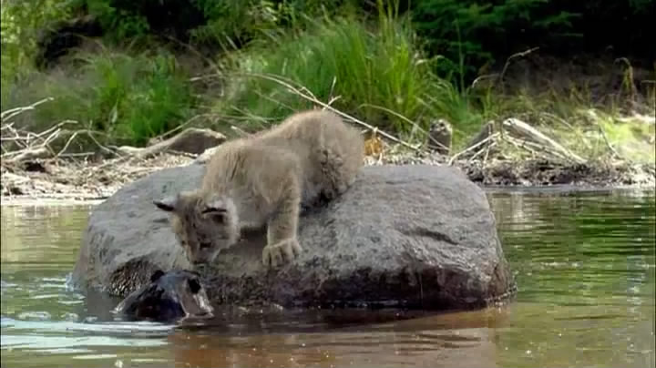《河狸白毛历险记》剧照第27张图片
