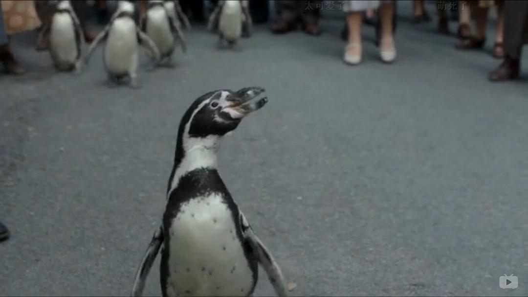 《我们的动物园》剧照第57张图片