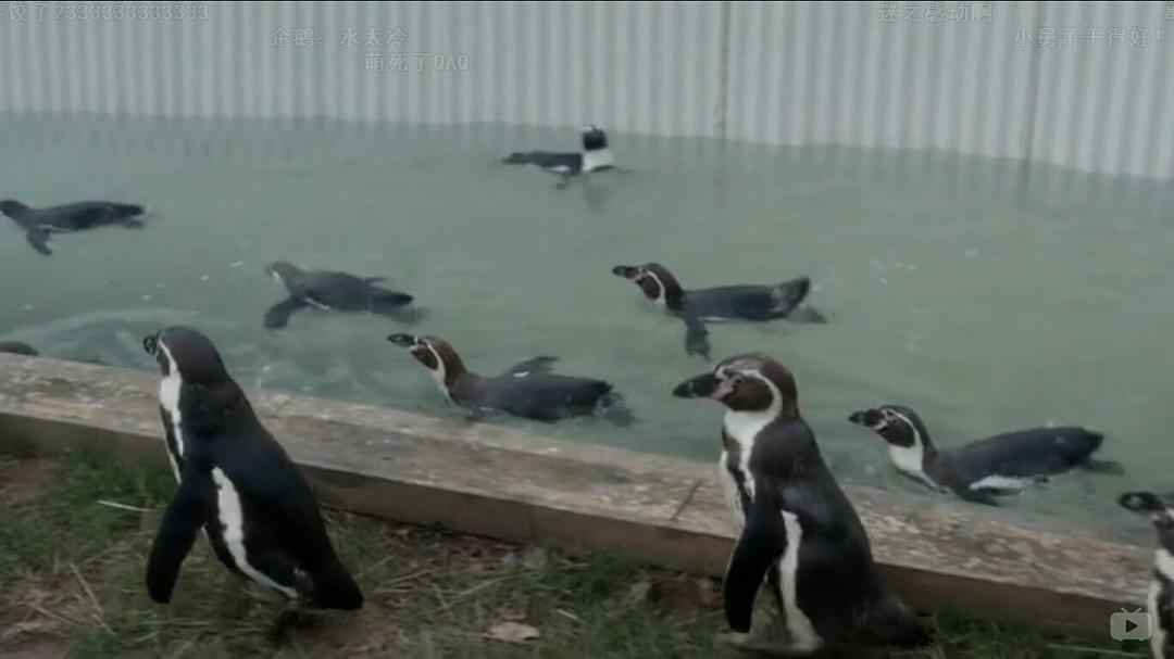 《我们的动物园》剧照第55张图片