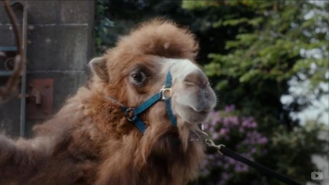 《我们的动物园》剧照第14张图片