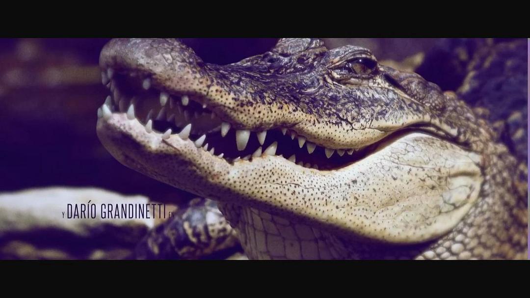 《荒蛮故事》剧照第37张图片