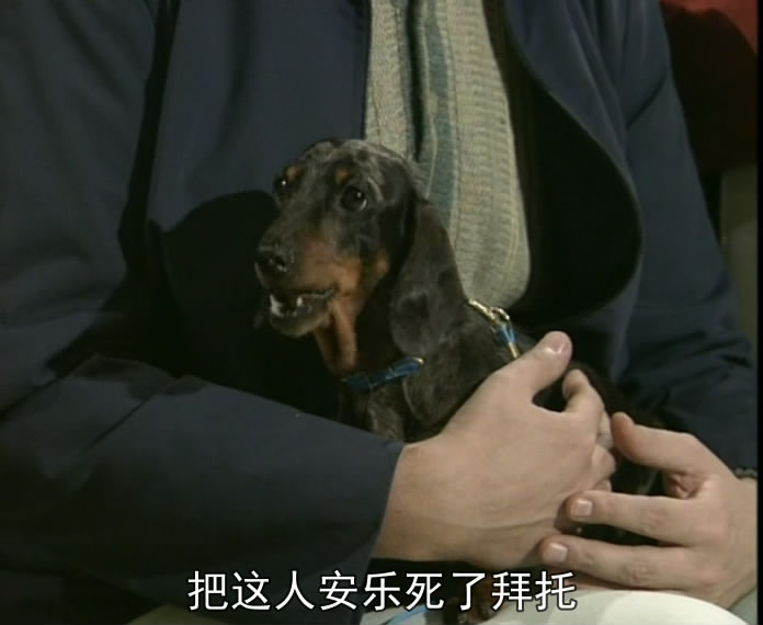 这只狗狗说人话太可乐...