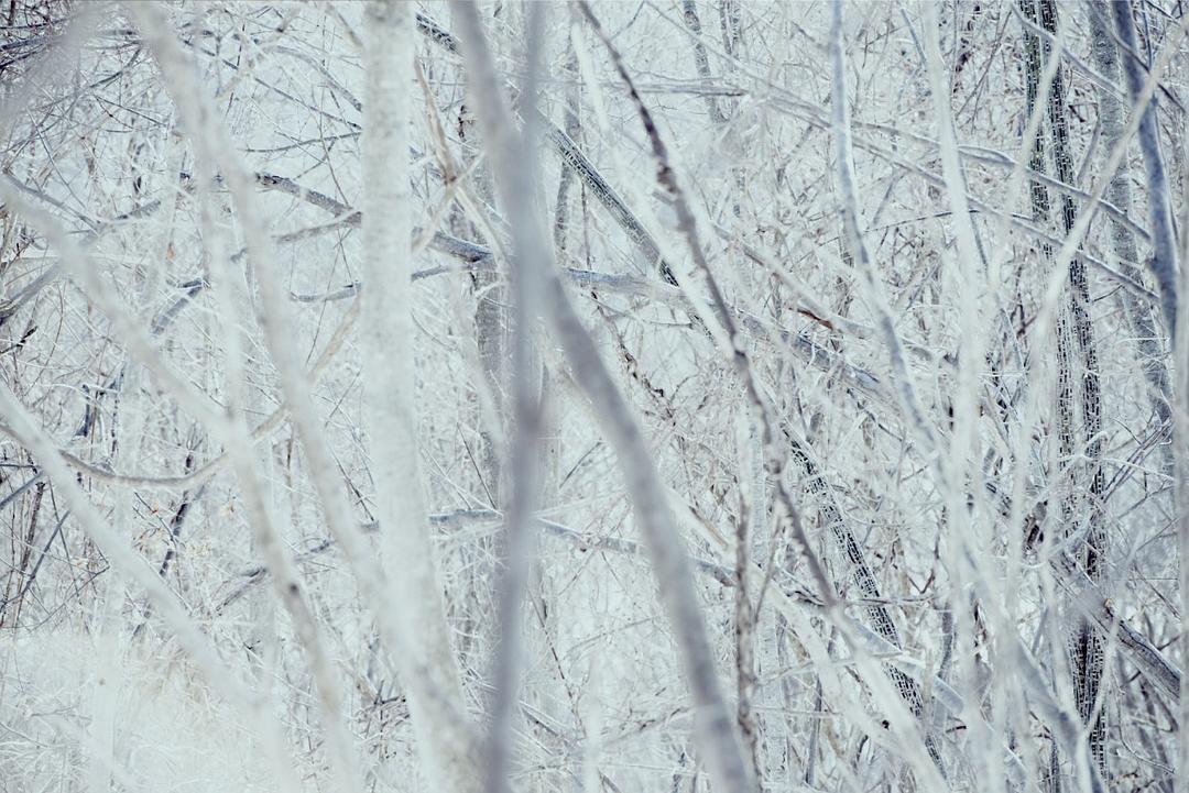 《小森林冬春篇》剧照第38张图片