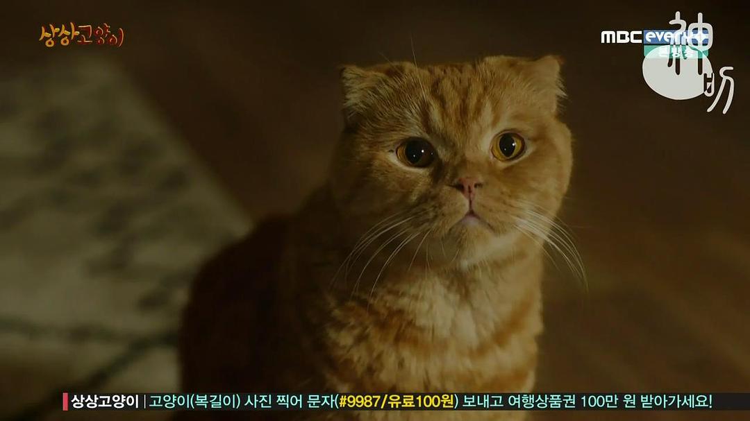 《想象猫》剧照