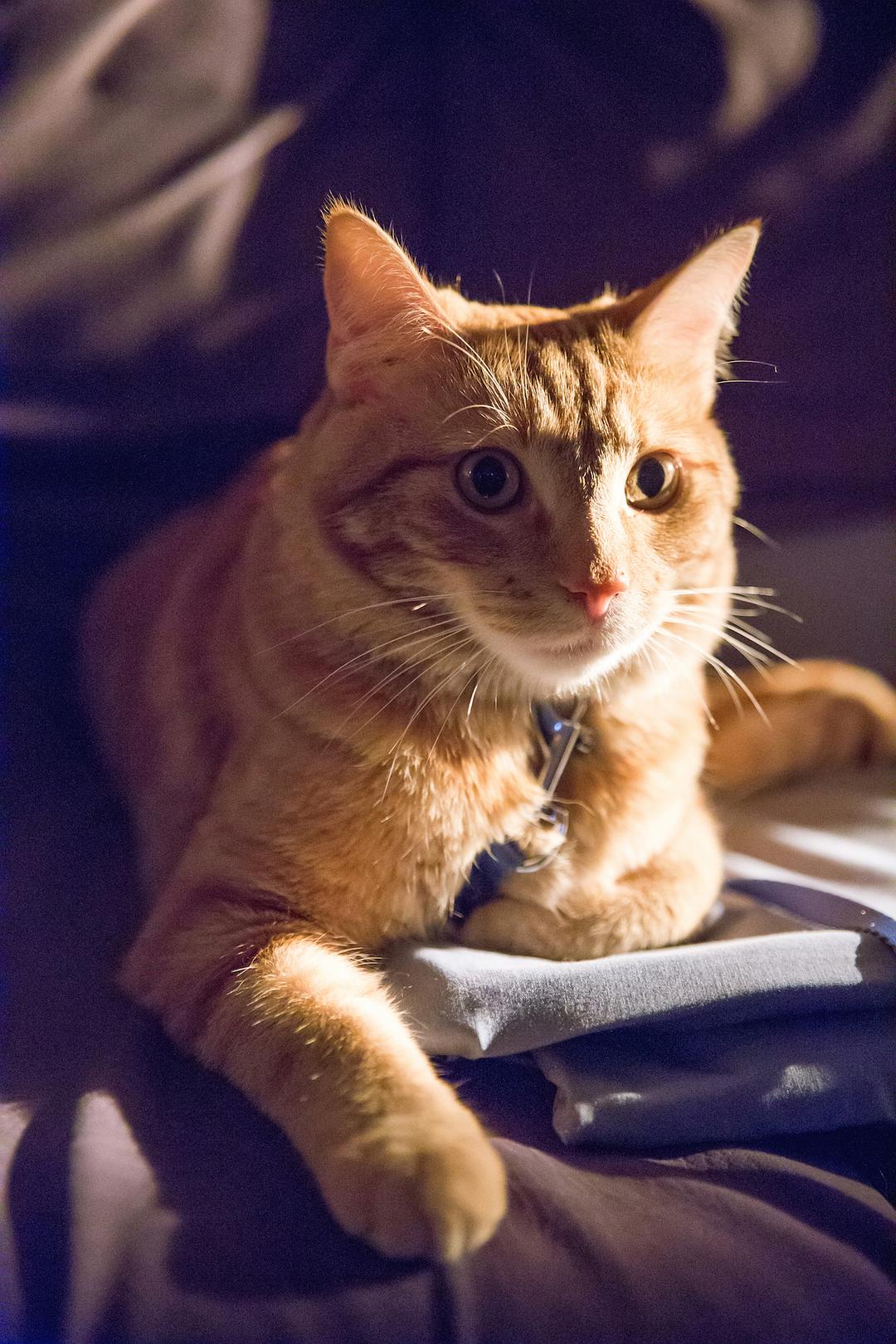 《流浪猫鲍勃》海报