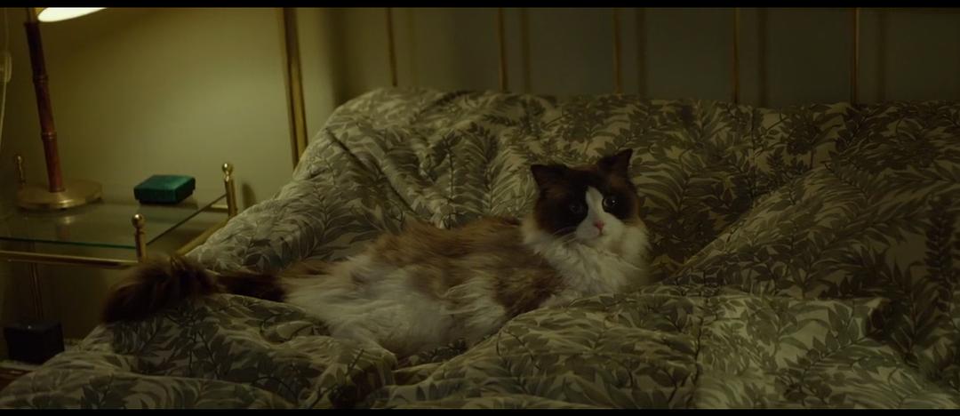 《一个叫欧维的男人决定去死》海报第53张图片