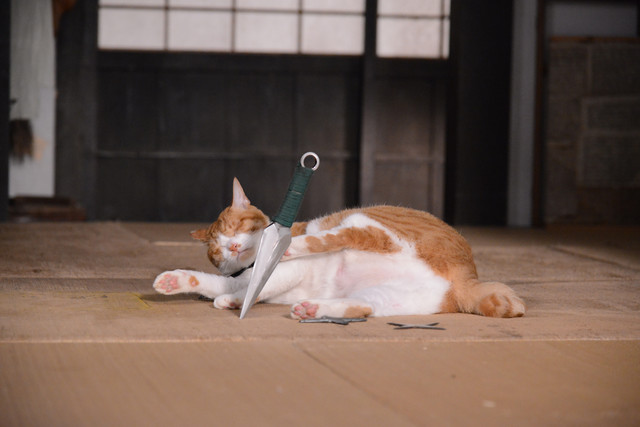 《猫忍》海报第43张图片