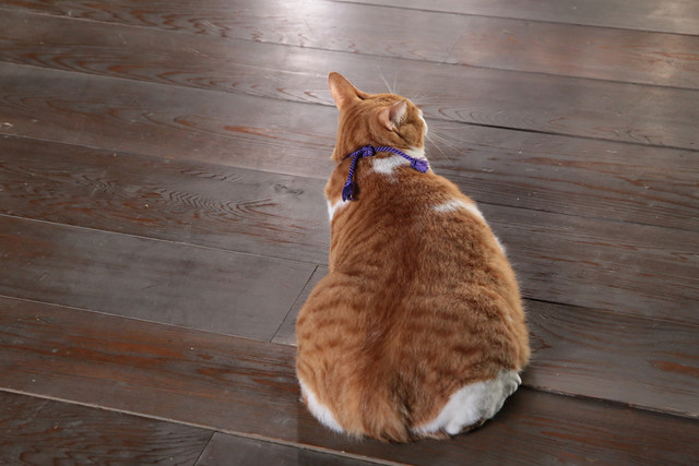 《猫忍》海报第36张图片