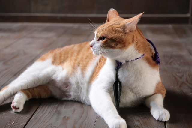 《猫忍》海报第35张图片