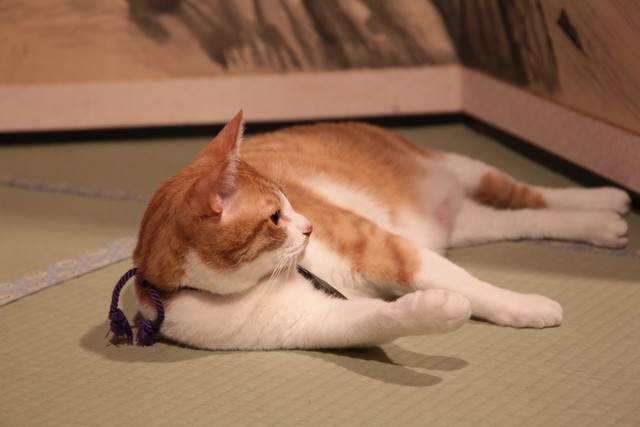 《猫忍》海报第32张图片