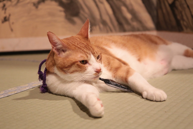 《猫忍》海报第30张图片