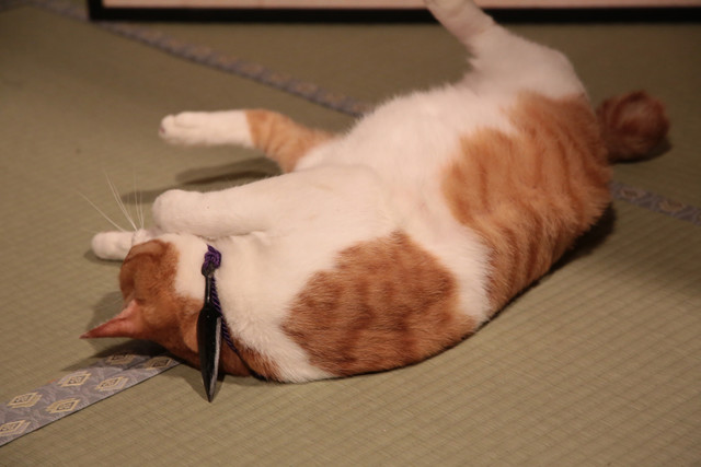 《猫忍》海报第28张图片