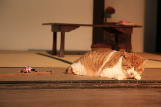 《猫忍》海报第21张图片