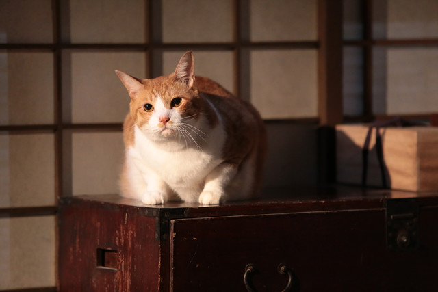 《猫忍》海报第16张图片