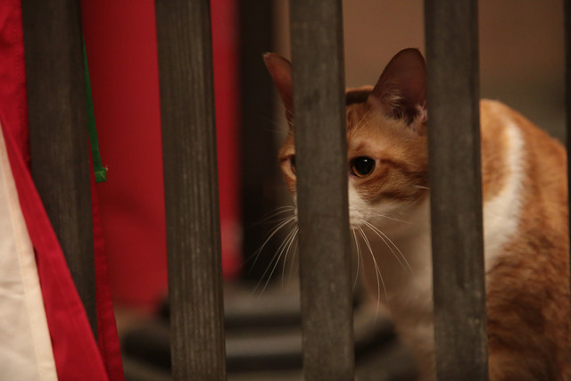 《猫忍》海报第12张图片