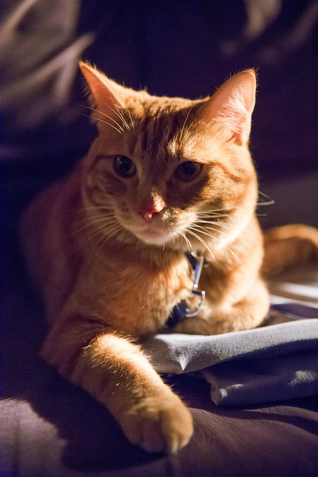 《流浪猫鲍勃》海报