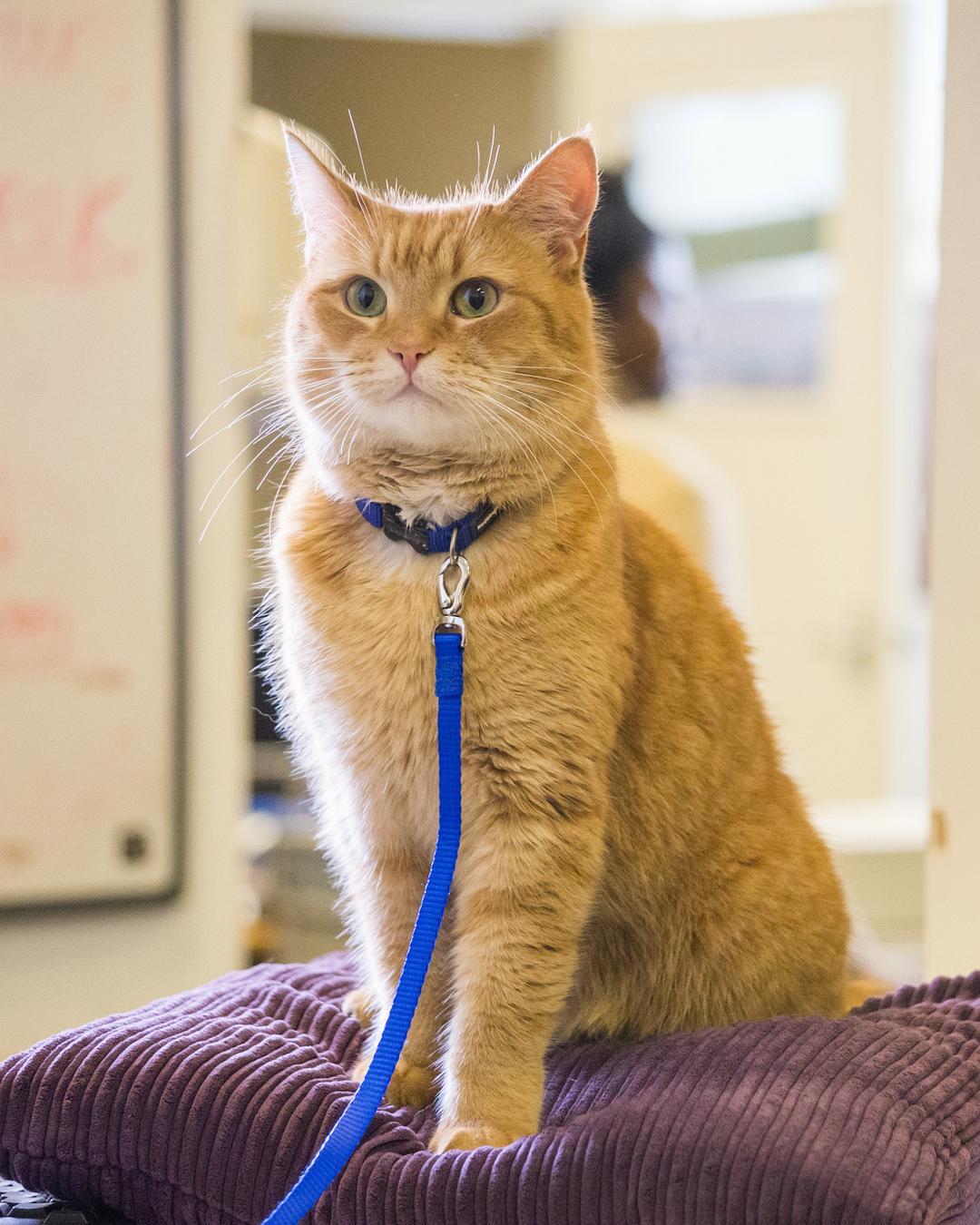 《流浪猫鲍勃》海报