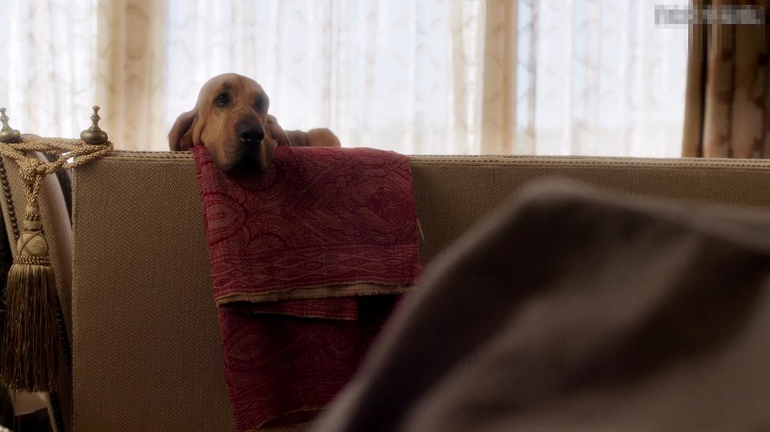 剧中寻血猎犬——波。