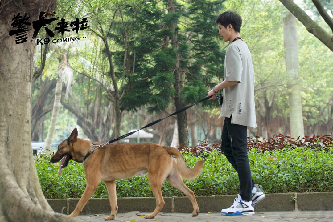 《警犬来啦》海报第11张图片