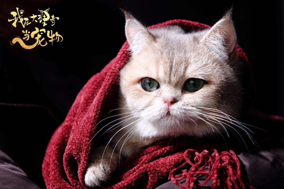 《我在大理寺当宠物》剧照