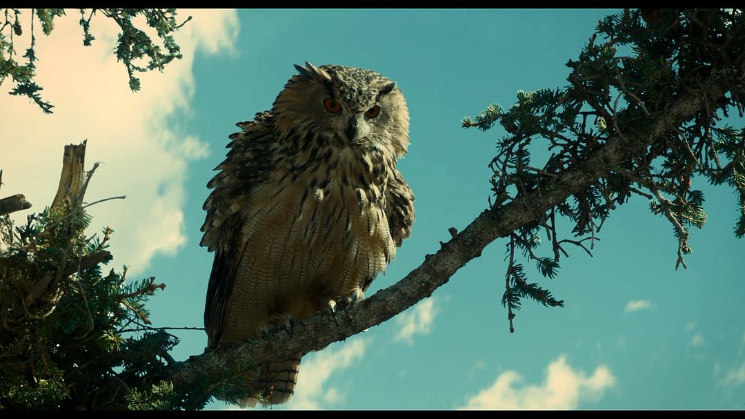 《巴斯特·斯克鲁格斯的歌谣》海报第54张图片