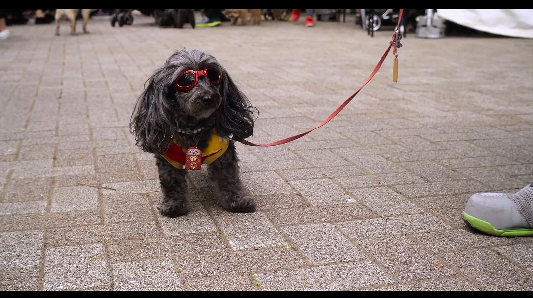 《爱犬情深第一季》剧照第37张图片