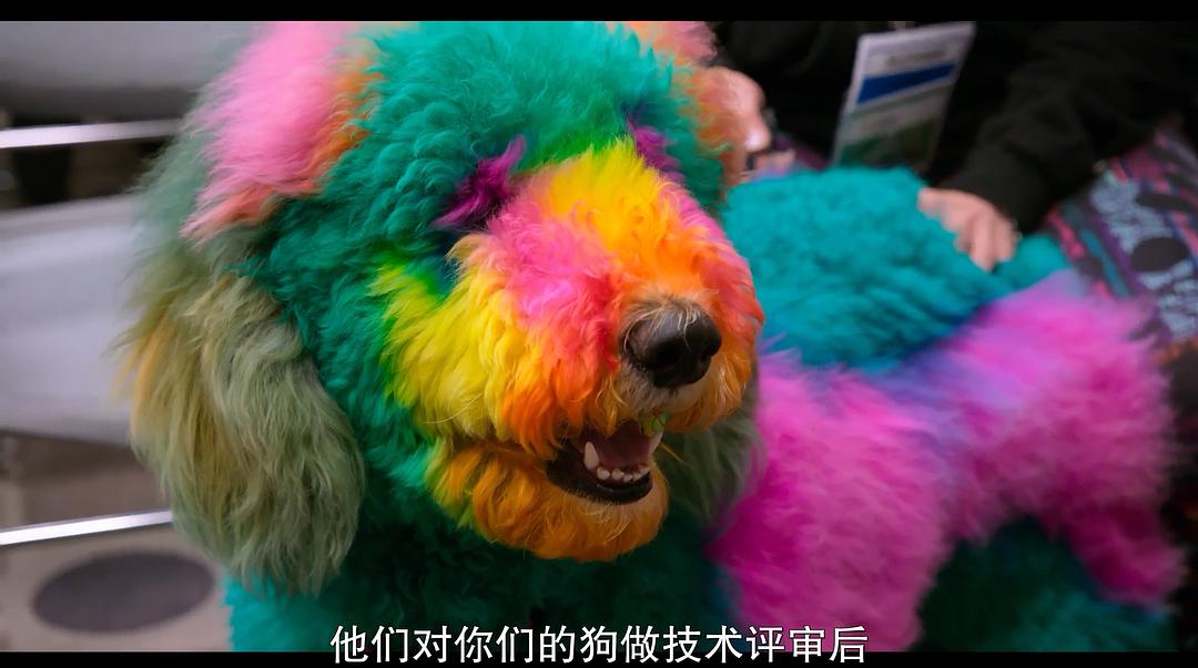 《爱犬情深第一季》剧照第34张图片