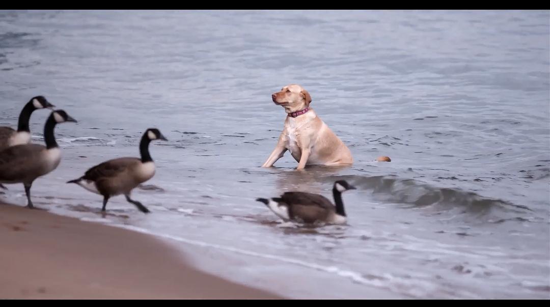 《爱犬情深第一季》剧照第28张图片