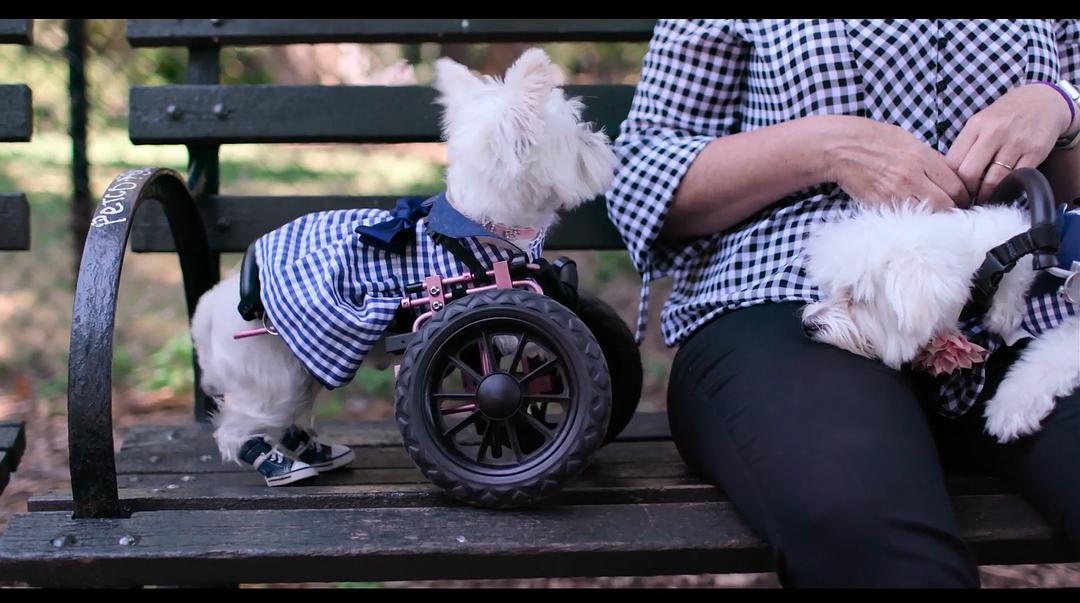 《爱犬情深第一季》剧照第22张图片