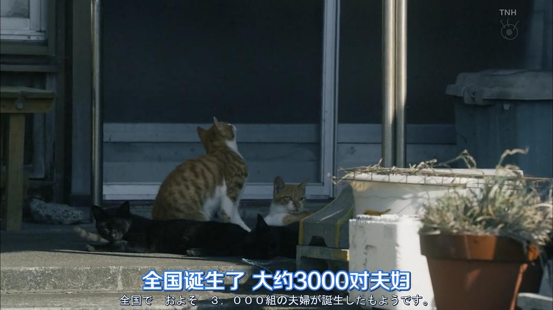 《结婚对象靠抽选》剧照第40张图片