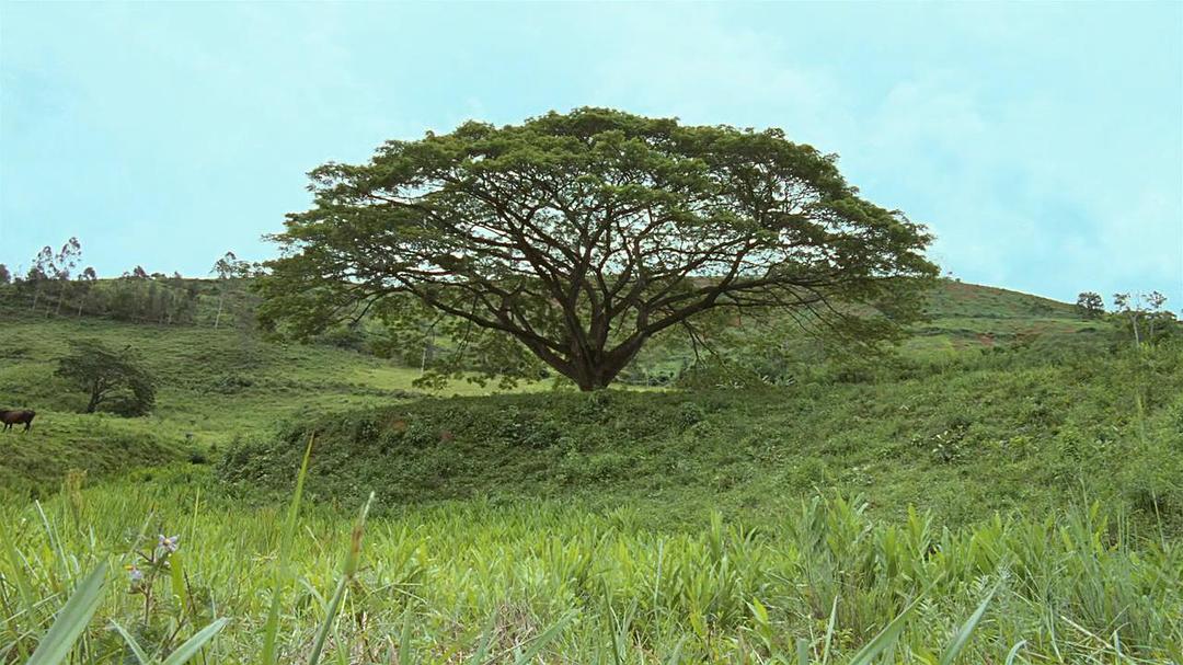 《我亲爱的甜橙树》海报第14张图片