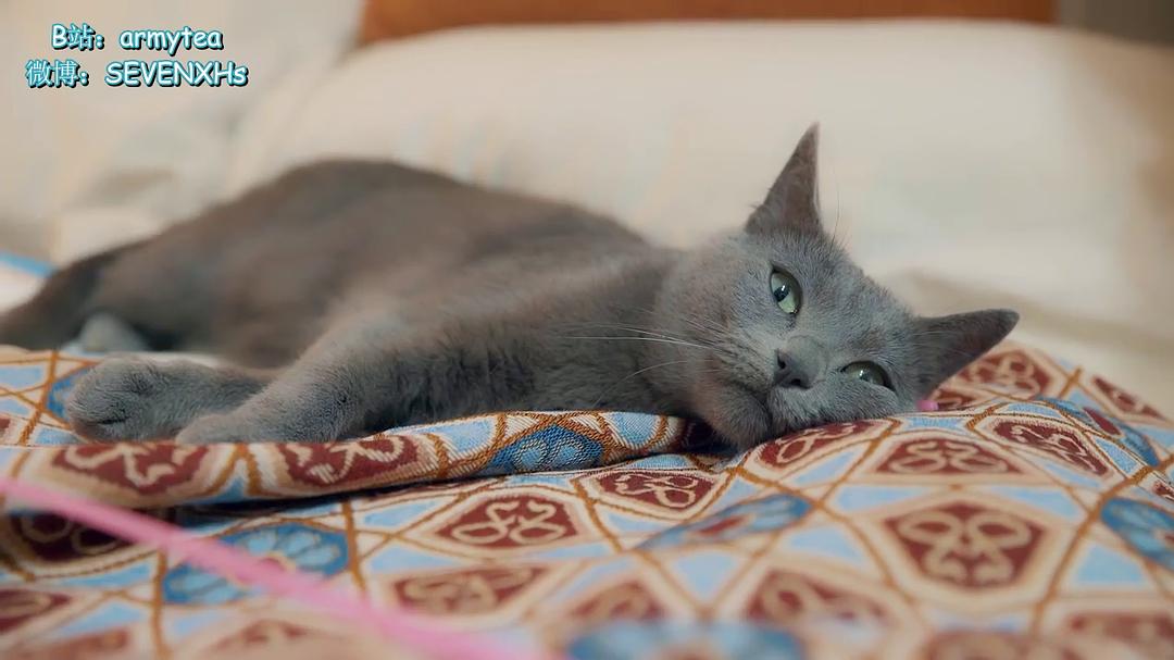 《强迫恋爱的社会》海报第47张图片