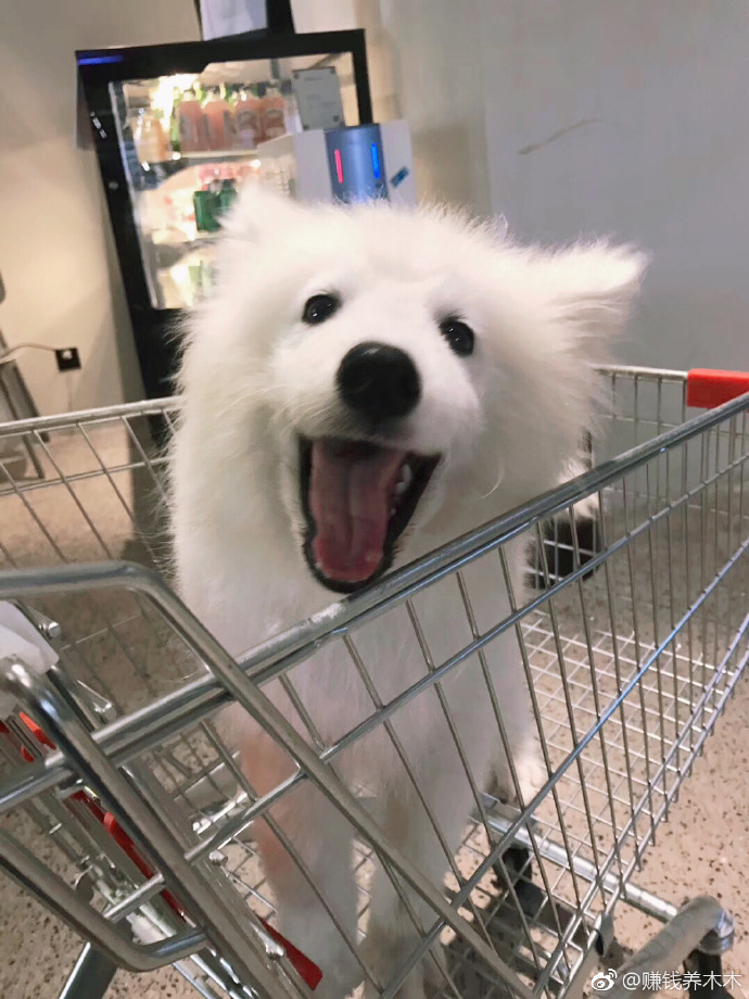 《奈何boss要娶我》剧照