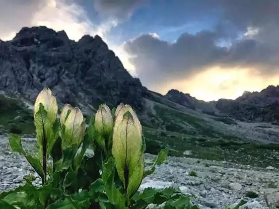《影响世界的中国植物》剧照