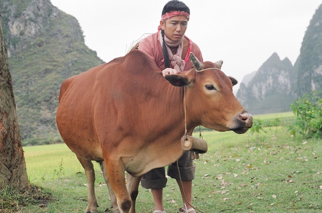 《牛郎织女》海报第17张图片