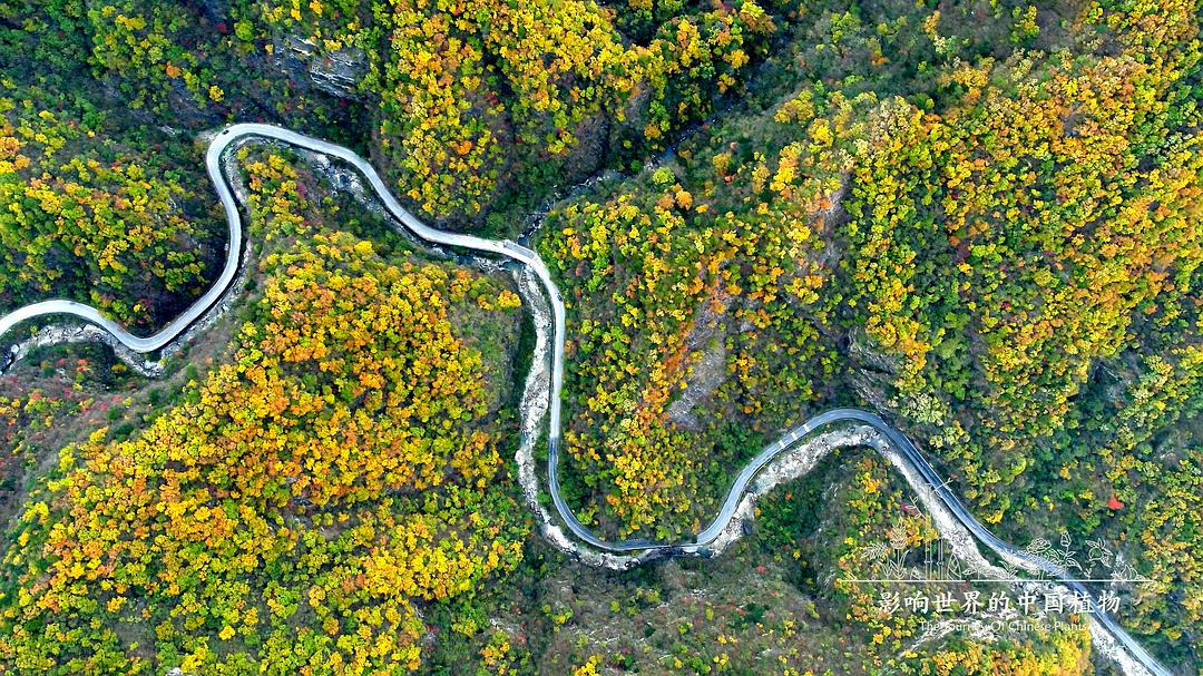 《影响世界的中国植物》剧照