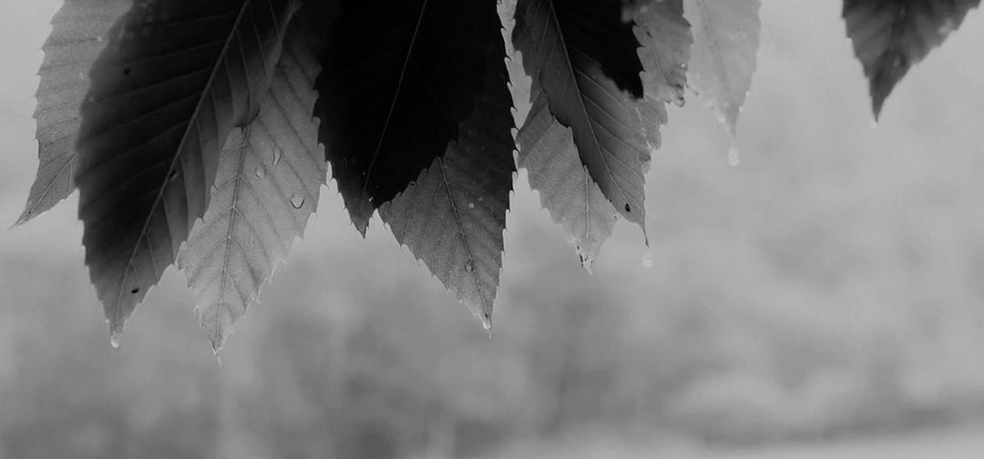 《伊莉莎与玛瑟拉》海报第52张图片