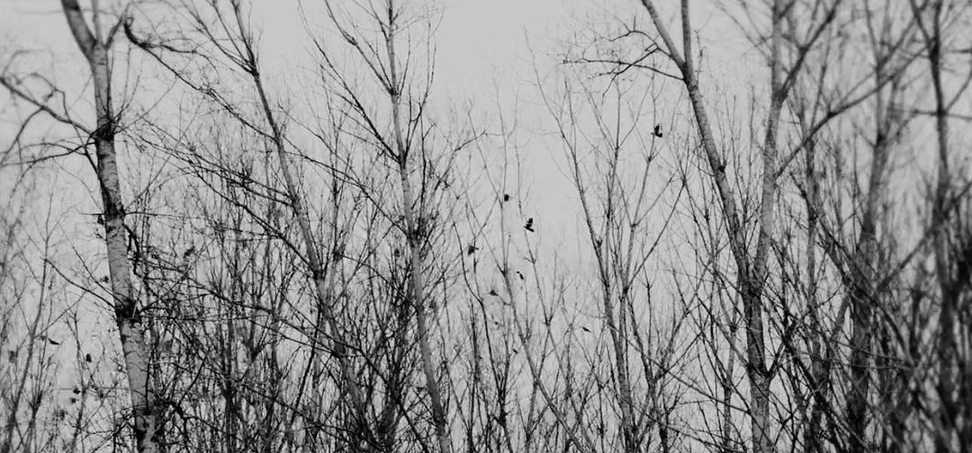 《伊莉莎与玛瑟拉》海报第51张图片