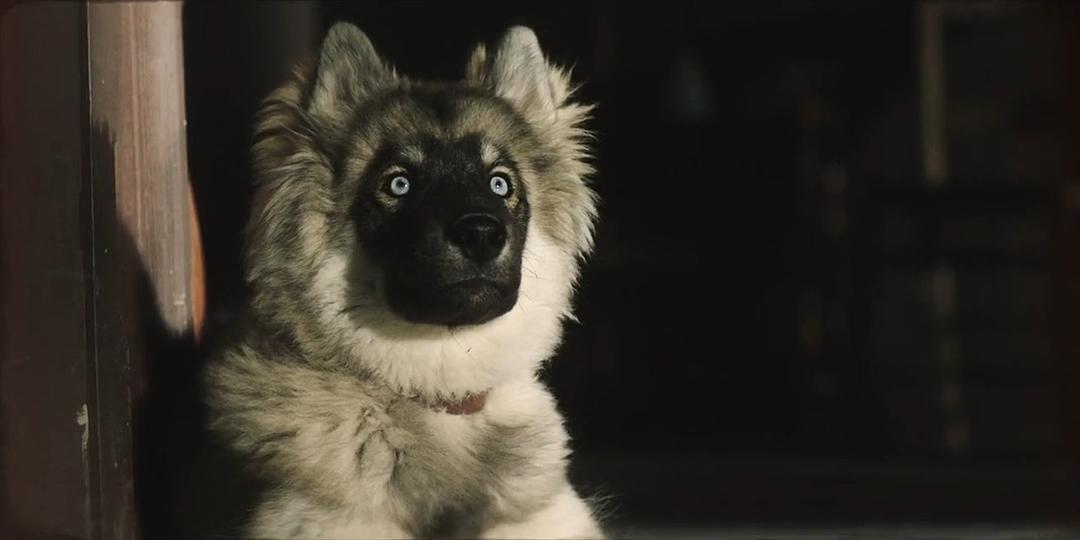 《多哥》海报第44张图片