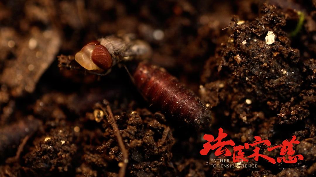 《法医宋慈》剧照第33张图片